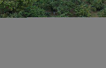 Trabzon'da kahverengi kokarcayla 65 bin hektarda mücadele ediliyor