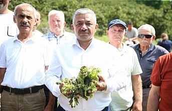 TZOB Yönetim Kurulu Üyesi Soydan, fındık üreticileriyle hasat yaptı