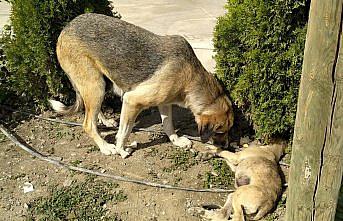 Amasya'da sahipsiz köpek kaza sonucu yaralanan yavrusunun başından ayrılmadı