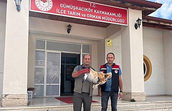 Amasya'da yaralı bulunan şahin tedavi altına alındı