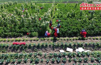 Bafra Ovası'nda kapya biberin hasadı başladı