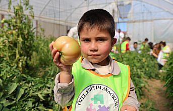 Bayburt'ta özel öğrenciler okul bahçesinde yetiştirilen sebzeleri hasat etti