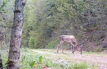 Bolu Yedigöller'de ayı ve geyikler fotokapanla görüntülendi