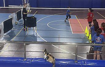Bolu'da kedi “Tekir“ voleybolcu çocukların maskotu oldu