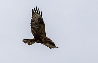 Bolu'da rüzgarlı havada avlanmaya çalışan kızıl şahin kamerada