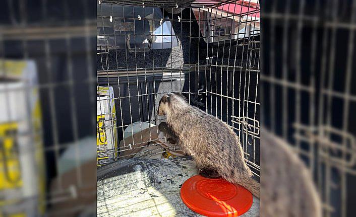 Bolu'da tedavisi tamamlanan porsuk doğaya bırakıldı