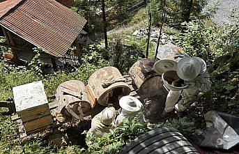 Coğrafi işaret tescilli Ayder balında hasat mesaisi