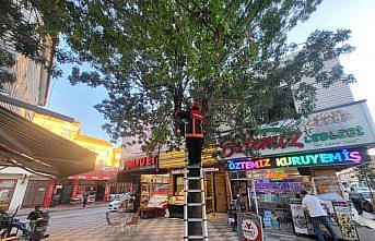 Çorum'da ağaçta mahsur kalan kedi kurtarıldı