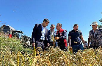 Çorum'un Kargı ilçesinde çeltik hasadı başladı