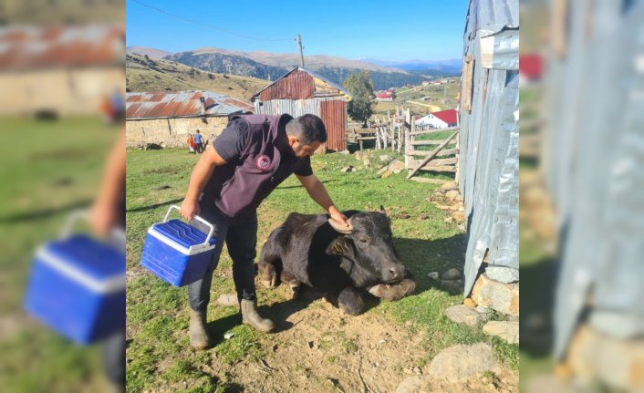 Espiye'de şap aşısı ve küpeleme çalışması yapıldı