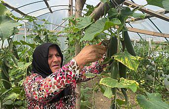 Ev hanımı devlet desteğiyle kurduğu serada üretim yapıyor