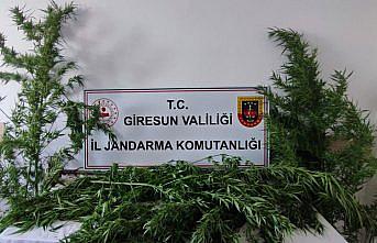 Giresun'da uyuşturucu operasyonu