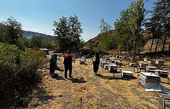 Göynücek’te arılı kovan tespitleri yapıldı