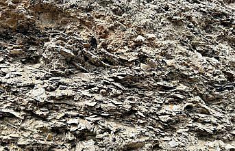 İkiztepe Höyüğü'ndeki kazılarda midye kabuklu katmana ulaşıldı