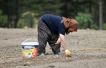 Karabük'te safran soğanı toprakla buluşuyor