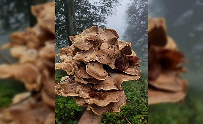 Kastamonu'da etkili olan yağışın ardından mantar sezonu başladı
