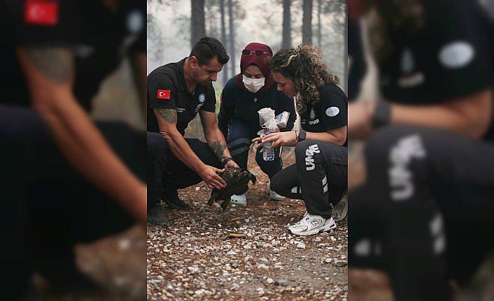 Köyceğiz'de orman yangınından etkilenen  kaplumbağayı UMKE ekibi kurtardı