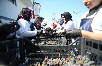 Ordu'nun tescilli üzüm suyu sofraları lezzetlendiriyor