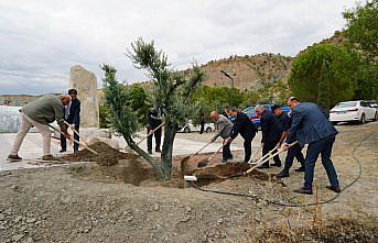 Osmancık'ta vakıf arazisine asırlık zeytin ağaçları dikildi