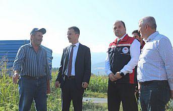 Pazar ilçesinde ayçiçeği hasadı başladı