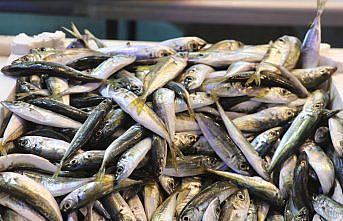 Rize'de balıkçı tezgahlarında istavrit yoğunluğu yaşanıyor