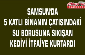 Samsun'da 5 katlı binanın çatısındaki su borusuna sıkışan kediyi itfaiye kurtardı