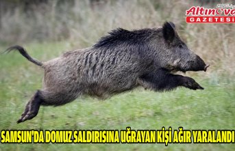 Samsun'da domuz saldırısına uğrayan kişi ağır yaralandı