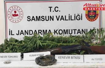 Samsun'da salatalık serasında kenevir yetiştiren zanlı yakalandı