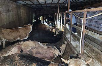 Samsun'da elektrik akımına kapılan 6 büyükbaş hayvan telef oldu