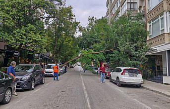 Samsun'da kökünden kopan ağaç otomobilin üzerine devrildi