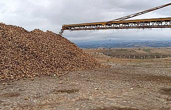 Samsun'da şeker pancarı hasadı başladı