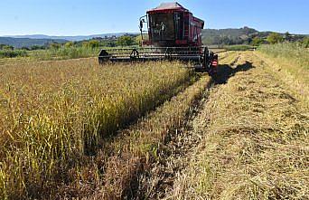 Sinop'ta 17 bin 484 dekar alanda çeltik hasadına başlandı