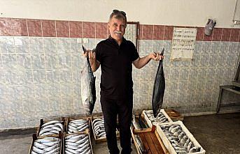 Sinop'ta bir gecede yaklaşık 9 bin palamut avlandı