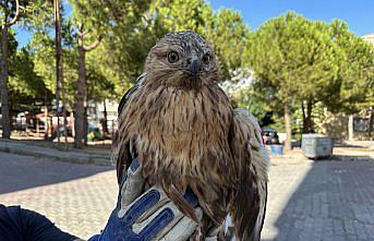 Sinop'ta yaralı halde bulunan kızıl şahin tedavi altına alındı
