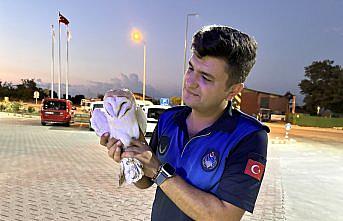 Sinop'ta yaralı peçeli baykuş koruma altına alındı