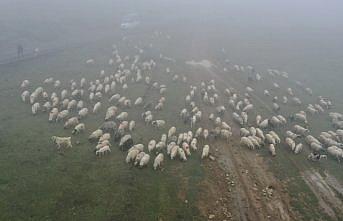 Sisler altındaki Karadeniz yaylalarından dönüş yolculuğu başladı