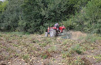 Tokat'ta tarlalarda patates hasadı