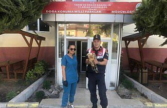 Tokat'ta yaralı halde bulunan kızıl şahin tedavi altına alındı