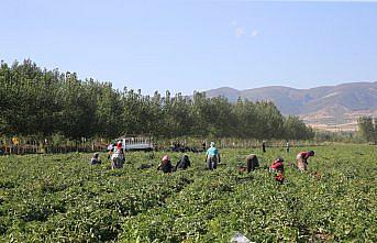 Tokat'taki tarlalarda domates hasadı sürüyor