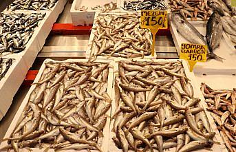 Trabzon'da balıkçı tezgahlarını mezgit ve istavrit süslüyor