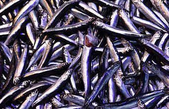 Trabzon'da hamsinin kilogramı 100 liradan satışa sunuldu