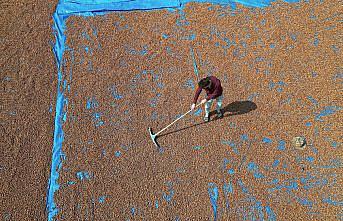 Trabzonlu üreticiler eğimli arazilerinde kurutamadıkları fındıklarını Bayburt'a taşıdı