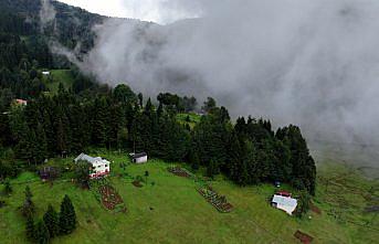 Trabzon'un yüksek kesimlerinde sis etkili oldu