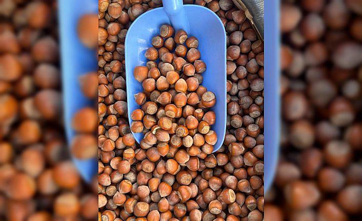 Türk fındığı Japonya, Şili ve Çin'de tanıtılacak