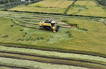 Üreticilere devlet desteği tescili Konuralp pirincinin ekim alanını artırdı