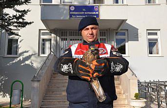 Amasya'da yaralı kızıl şahin korumaya alındı