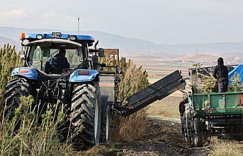 Amasya'da yerli ve milli vezir kenevir türünün hasadı başladı