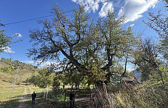 Artvin anıt ağaç zenginliğiyle öne çıkıyor