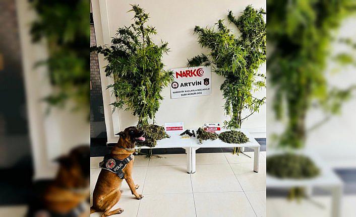 Artvin'de 1 kilo 151 gram esrar ele geçirildi