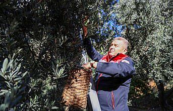 Artvin'de lezzet ödüllü “Butko zeytini“ hasadı başladı